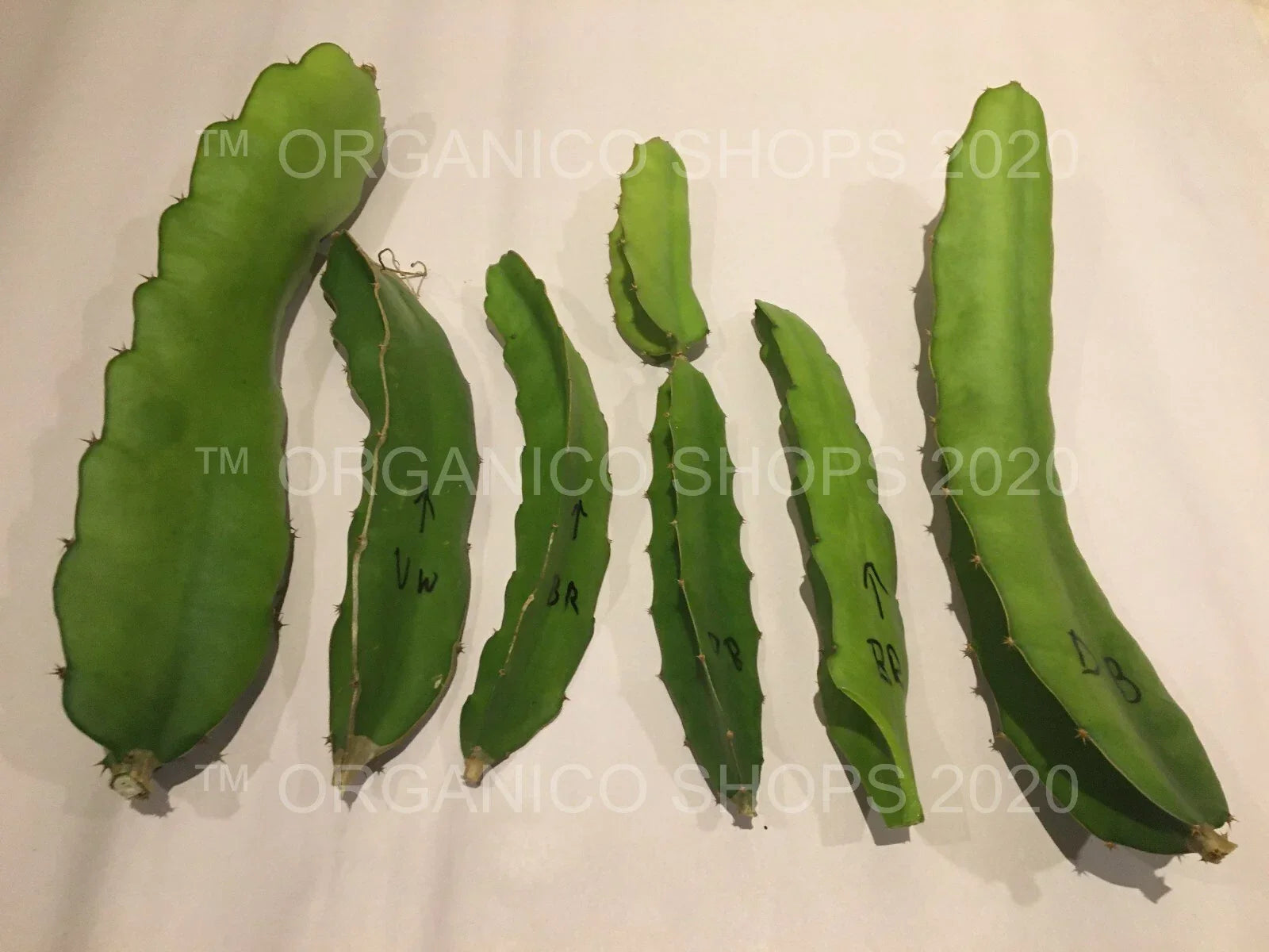 Dragon Fruit Cuttings 8-10 Inches Multiple Varieties Hylocereus spp. Tropical Fruit Plant for Gardening