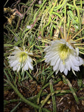 Queen of the Night Cactus Plant - Rooted Selenicereus grandiflorus - Easy Care Night-Blooming Cactus for Indoor & Outdoor Gardens