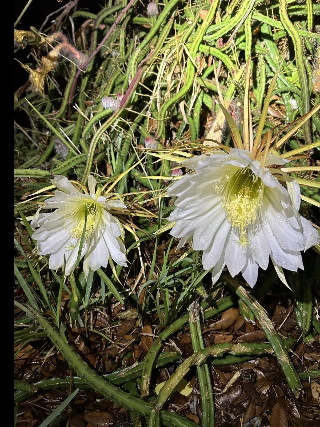 Queen of the Night Cactus Plant - Rooted Selenicereus grandiflorus - Easy Care Night-Blooming Cactus for Indoor & Outdoor Gardens