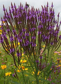Purple Verbena Seeds - Organic 500 Seeds for Garden, Borders & Containers - Verbena bonariensis - USA Grown