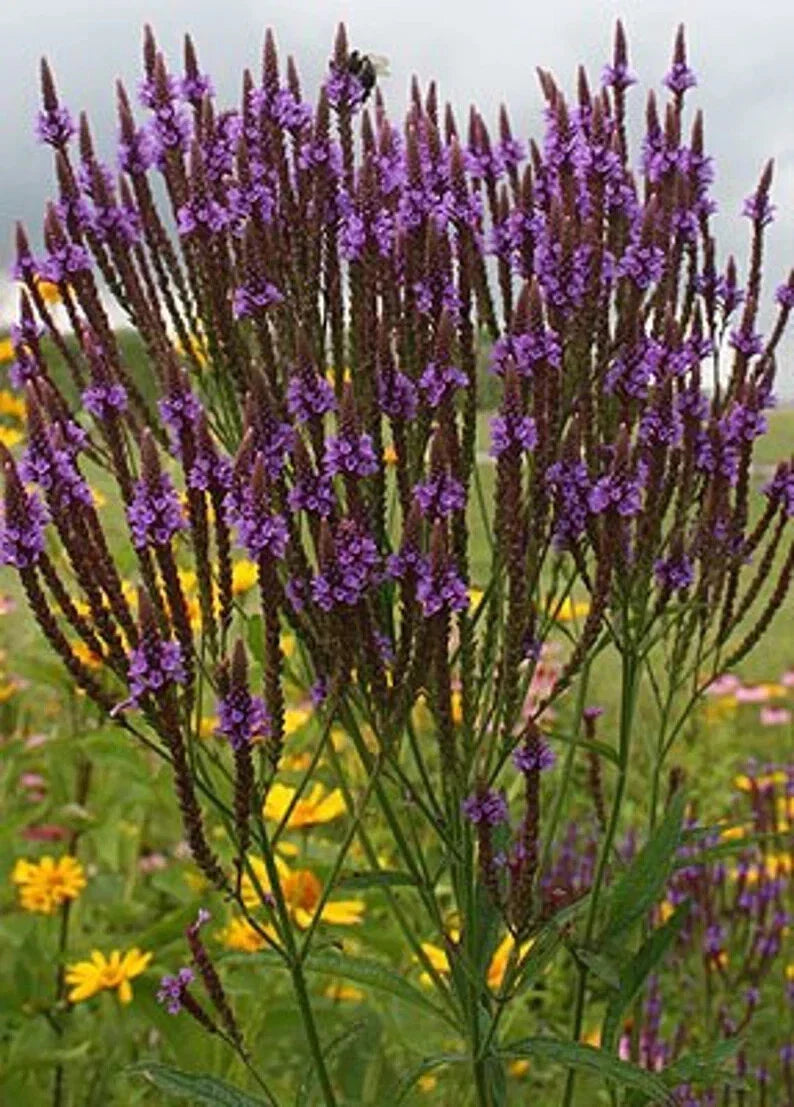 Purple Verbena Seeds - Organic 500 Seeds for Garden, Borders & Containers - Verbena bonariensis - USA Grown