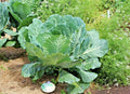 Georgia Collard Greens Seeds - Heirloom Vegetable for Spring & Fall Gardens - Container Friendly, Brassica oleracea var. viridis, 601+ Seeds