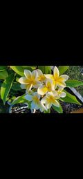 Celadine Plumeria Cutting - Yellow Gold White Flowers - Plumeria rubra Plant for Indoor Outdoor Garden
