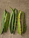 Lot of 6 Dragon Fruit Cuttings & 1 Rooted Plant - Vietnam White, Red, Purple - Hylocereus spp.