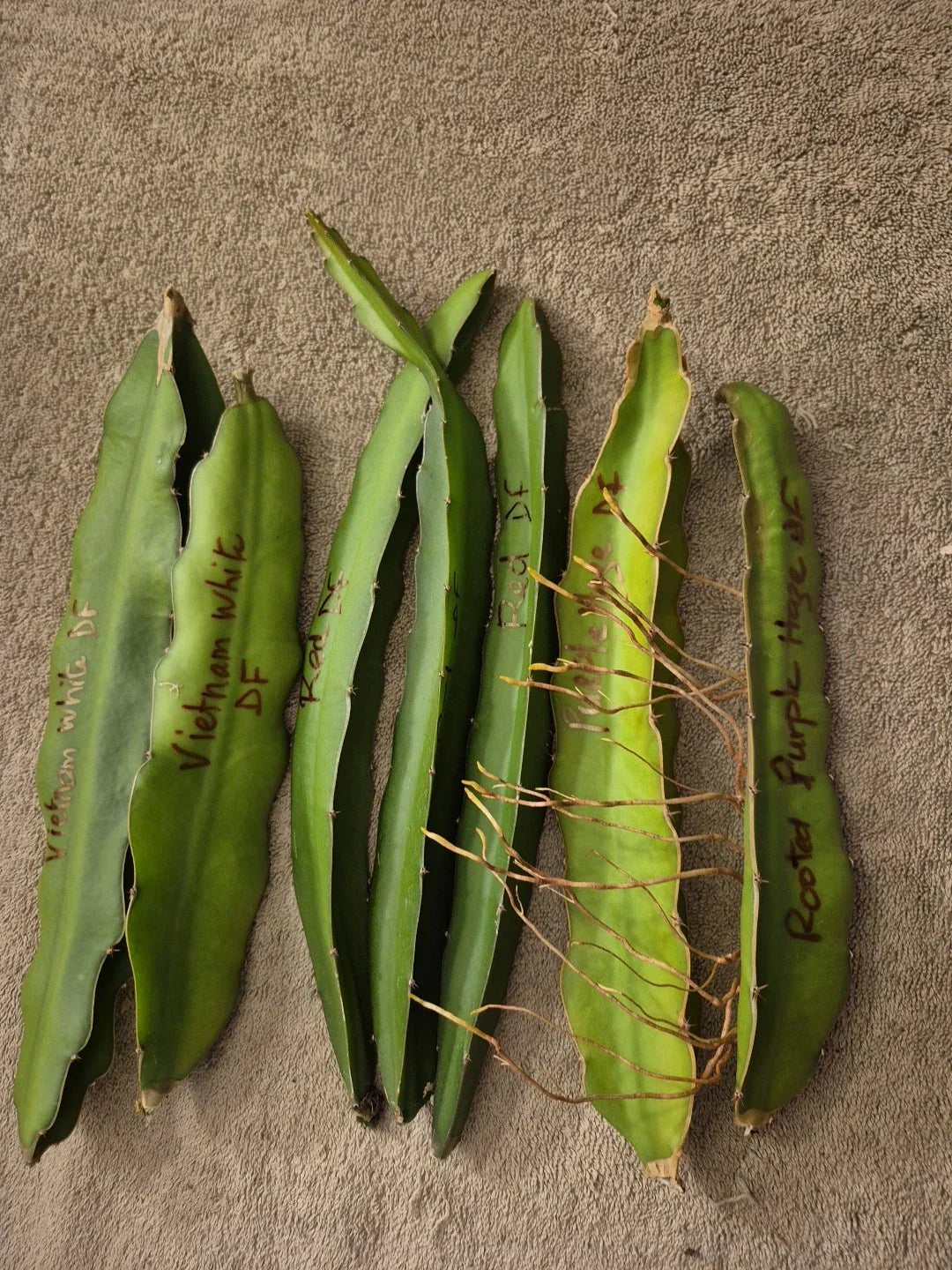 Lot of 6 Dragon Fruit Cuttings & 1 Rooted Plant - Vietnam White, Red, Purple - Hylocereus spp.