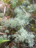 Dried Reindeer Moss Lichen - 100g Green for Terrariums, Fairy Gardens, Crafts & Decor - Cladonia rangiferina