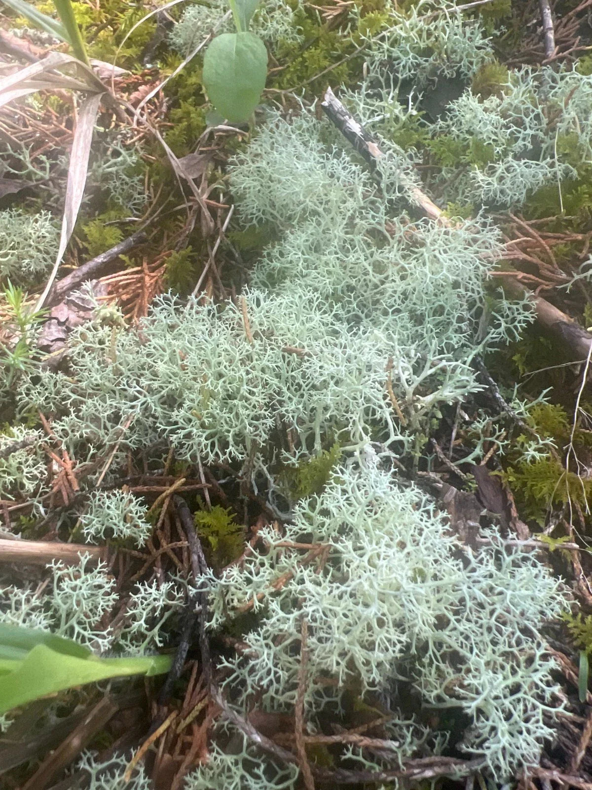 Dried Reindeer Moss Lichen - 100g Green for Terrariums, Fairy Gardens, Crafts & Decor - Cladonia rangiferina