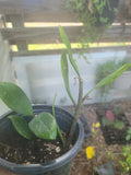 Live ZZ Plant 6" Houseplant, Zamioculcas zamiifolia, Easy Care Indoor Greenery, Low Light Tolerant, Air-Purifying Plant