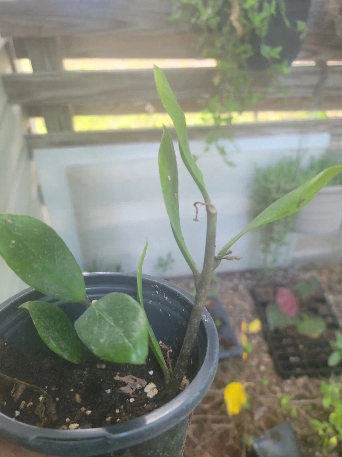 Live ZZ Plant 6" Houseplant, Zamioculcas zamiifolia, Easy Care Indoor Greenery, Low Light Tolerant, Air-Purifying Plant