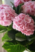 Light Pink Hydrangea Seeds - Perennial Hardy Flower Seeds for Garden - Hydrangea macrophylla, Pink Blooms
