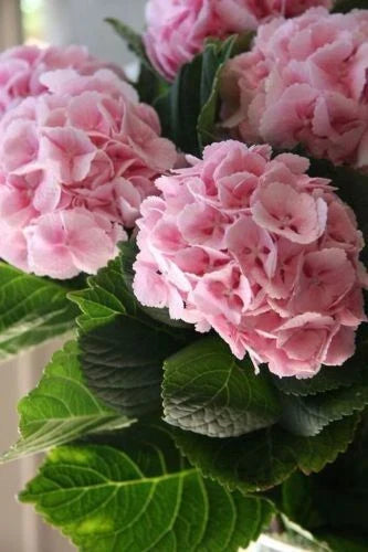 Light Pink Hydrangea Seeds - Perennial Hardy Flower Seeds for Garden - Hydrangea macrophylla, Pink Blooms