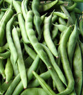 Kentucky Wonder Pole Bean Seeds - Chinese Four Seasons Green Bean - Phaseolus vulgaris - Over 15 Seeds for Vertical Gardening