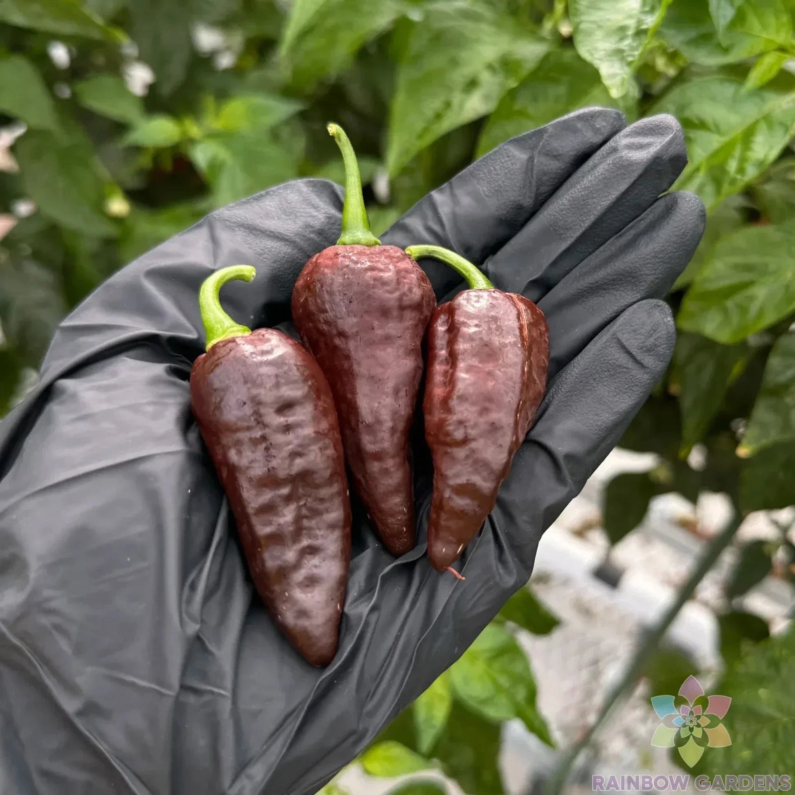 Chocolate Ghost Hot Pepper Seeds - 25+ Capsicum chinense, Hot Pepper Seeds for Garden, USA Grown, Full Sun, Container Friendly