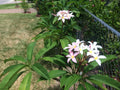 Plumeria Cuttings 9-12" Slaughter Pink | Fresh Plumeria Rubra Cuttings