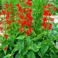 Scarlet Sage Flower Seeds - 301+ Seeds - Drought Tolerant Wildflower for Garden & Containers - Salvia coccinea
