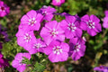 Drummondii Phlox Seeds - 100+ Pack for Garden Planting, Non-GMO, Attracts Pollinators, USA Grown, Annual Flower