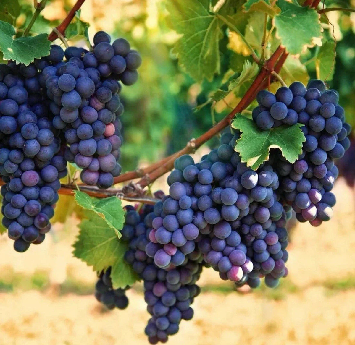Organic Concord Grape Starter Plants - Live Vitis labrusca, Edible Climbing Vines for Home Gardens and Containers