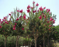 Crape Myrtle Seeds - Lagerstroemia indica - Drought-Tolerant Flowering Tree Seeds for Garden & Landscape