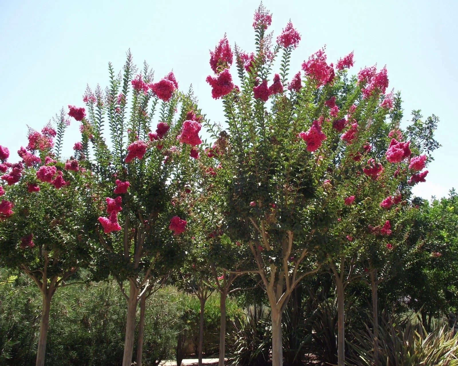 Crape Myrtle Seeds - Lagerstroemia indica - Drought-Tolerant Flowering Tree Seeds for Garden & Landscape