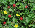 Indian Strawberry Seeds - 100+ Duchesnea indica Ground Cover, Edible Fruit, Fast-Growing, Pollinator Attractant, USA Grown