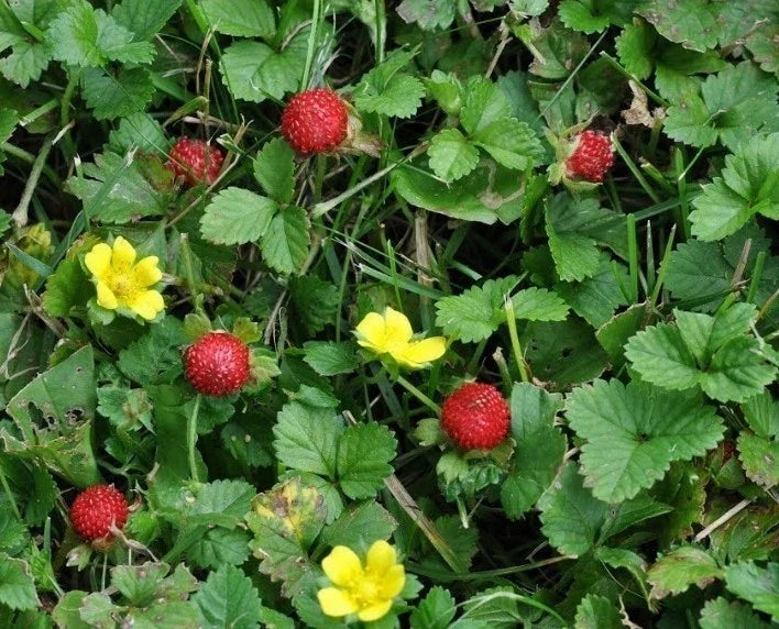Indian Strawberry Seeds - 100+ Duchesnea indica Ground Cover, Edible Fruit, Fast-Growing, Pollinator Attractant, USA Grown