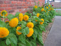 Teddy Bear Dwarf Sunflower Seeds 50 Pack Non-GMO Heirloom Helianthus annuus for Containers & Gardens