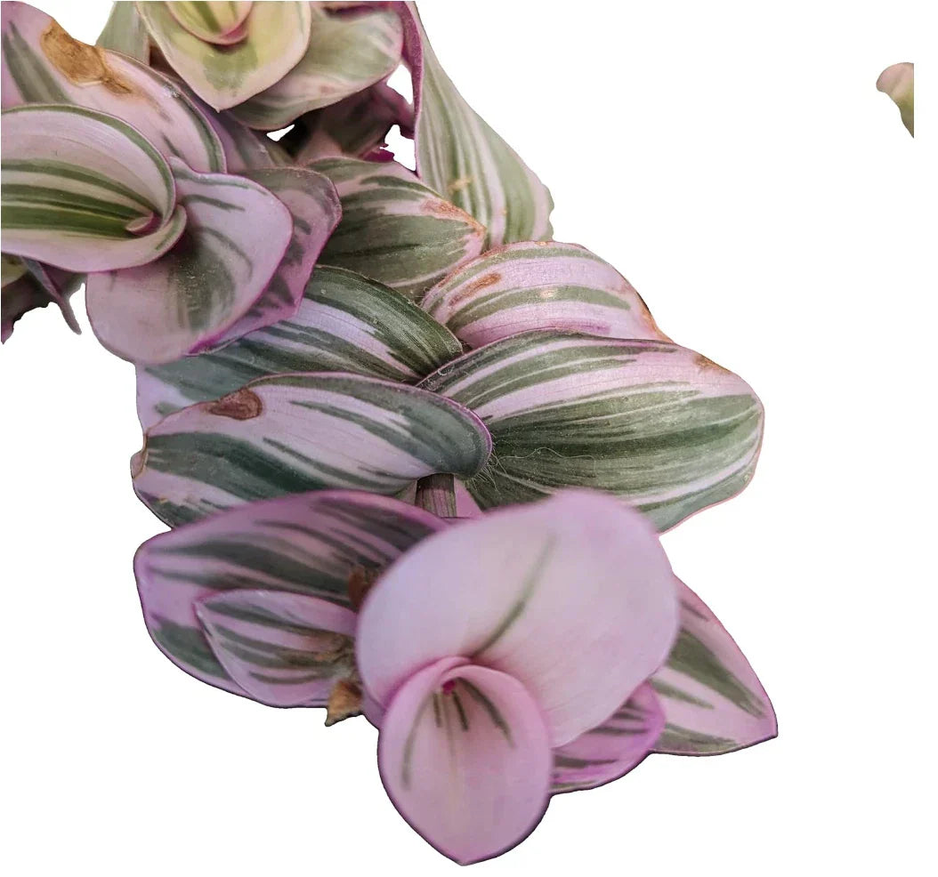 Tradescantia Nanouk Cuttings - Lilac Wandering Jew in 2" or 4" Pot - Easy Care Indoor Plant
