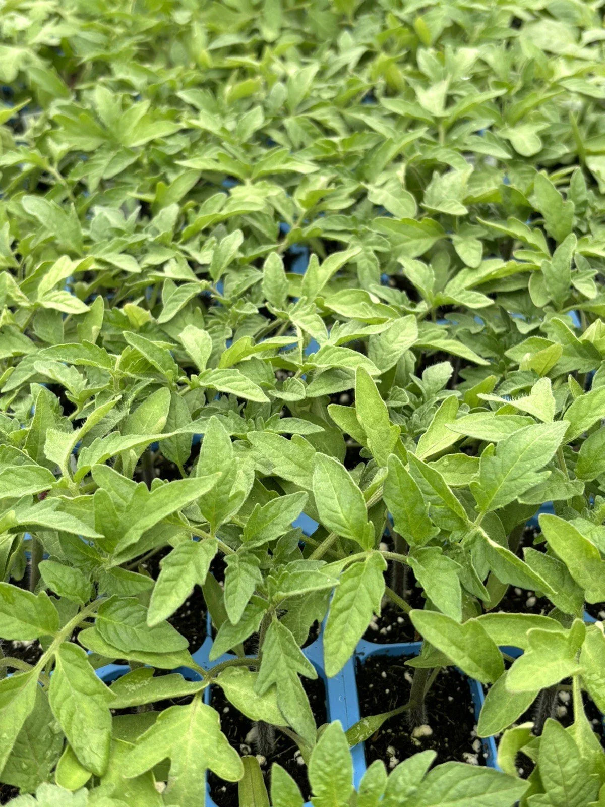 Cherokee Purple Tomato Live Plants - Heirloom Variety, 6-10 Inches, Solanum lycopersicum, Bountiful Harvest, Disease-Resistant