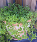 Callisia Cordifolia Green Trailing Wandering Jew Plant - Easy Care Indoor Houseplant