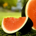 Sugar Baby Watermelon Seeds, Organic Heirloom Citrullus lanatus, Compact Growth, Non-GMO Garden Seeds