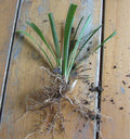 25 Bare Root Monkey Grass Plants, Evergreen Border Liriope muscari, Fast Growing Perennial Ground Cover