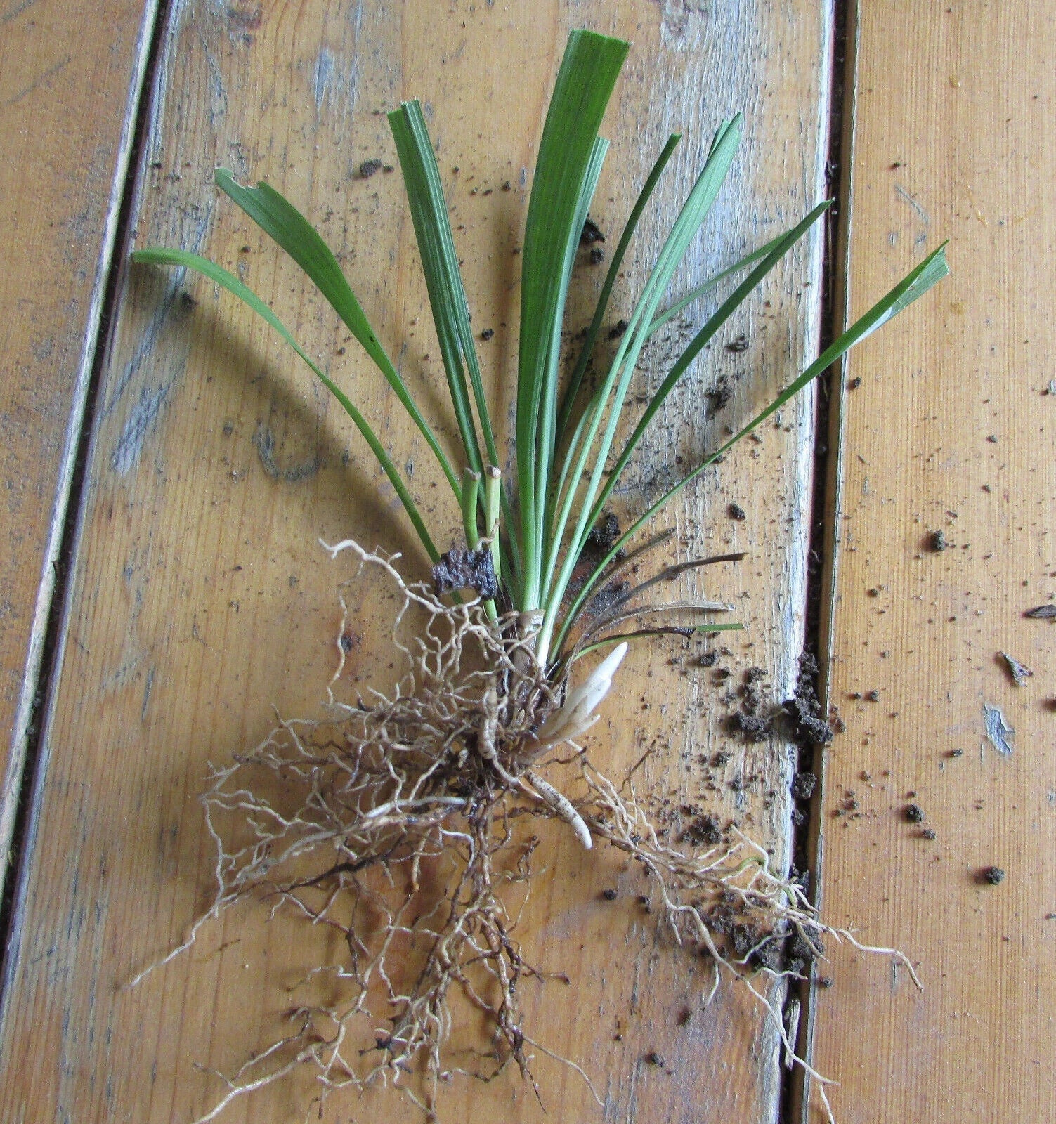 25 Bare Root Monkey Grass Plants, Evergreen Border Liriope muscari, Fast Growing Perennial Ground Cover