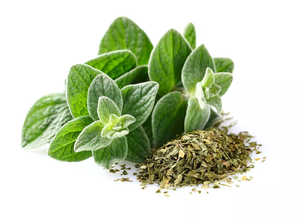 Italian Oregano Seeds - 500+ Non-GMO Heirloom Seeds for Culinary Herb Gardening - Origanum vulgare subsp. hirtum