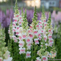 Potomac Appleblossom Snapdragon Seeds - 1000+ Antirrhinum majus for Garden, Vibrant Multi-Color Blooms, Easy to Grow, Attracts Pollinators