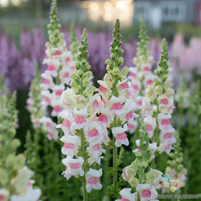 Potomac Appleblossom Snapdragon Seeds - 1000+ Antirrhinum majus for Garden, Vibrant Multi-Color Blooms, Easy to Grow, Attracts Pollinators