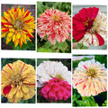 Zinnia Seeds - 35 Pack Candy Striped Premium Flower Mix - 3-4" Double Flowers - Zinnia elegans
