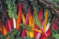 Rainbow Swiss Chard Seeds, Non-GMO, Heirloom Beta vulgaris subsp. cicla, 100 Pack, Edible Leafy Greens for Garden and Cooking