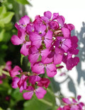 Dame's Rocket Seeds - 585 Pack - Rose Fuchsia Flowers - Perennial Hesperis matronalis Seeds for Garden, Borders, Wildflower
