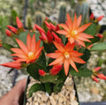 Orange Easter Cactus Live Plant - 3" Pot, Schlumbergera gaertneri, Bright Orange Blooms, Indoor/Outdoor, Low Maintenance