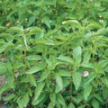 Lime Basil Seeds - 100+ Organic Non-GMO Herb Seeds - Annual Ocimum basilicum var. citriodorum for Culinary & Garden Use