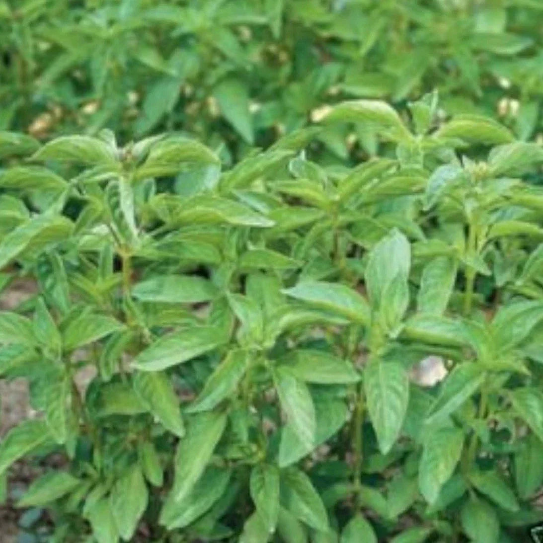 Lime Basil Seeds - 100+ Organic Non-GMO Herb Seeds - Annual Ocimum basilicum var. citriodorum for Culinary & Garden Use