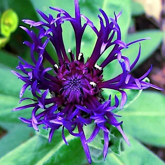 Mountain Blue Cornflower Seeds - 20 Perennial Seeds - Centaurea montana - Hardy Blue Flower Seeds for Garden