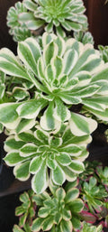 Aeonium Riverstone Cutting - Succulent Plant for Propagation, Rosette Shape, Variegated Green and Yellow, Aeonium spp.