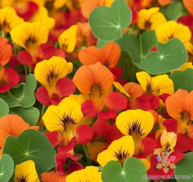 Dwarf Nasturtium Seeds - Tom Thumb Mix, Tropaeolum majus, Compact Annual for Garden & Container Planting