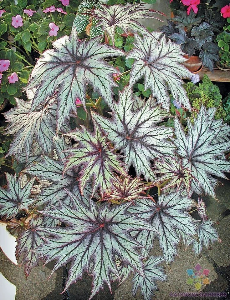 Connie Boswell Begonia Seeds - 25+ Pack for Garden & Indoor Planting - Begonia x tuberhybrida