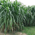 Elephant Grass Seeds - 30 Seeds - Tallest Grass in the World - Pennisetum purpureum - Tropical Ornamental Grass