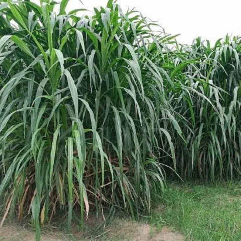 Elephant Grass Seeds - 30 Seeds - Tallest Grass in the World - Pennisetum purpureum - Tropical Ornamental Grass