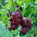 7 Pot Douglah Hot Pepper Seeds – Capsicum chinense – Spicy Chili Seeds for Garden & Container Growing – 25+ Premium Seeds