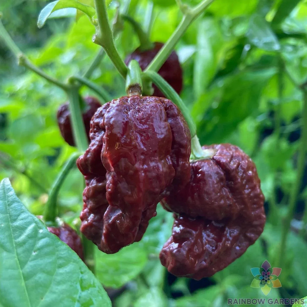 7 Pot Douglah Hot Pepper Seeds – Capsicum chinense – Spicy Chili Seeds for Garden & Container Growing – 25+ Premium Seeds