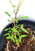 Buddha Belly Bamboo Plant Rhizome - Clumping Landscape Edge - Fargesia mycocarpa - 9" stalk